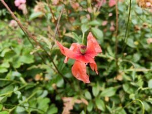 OnePlus Nord 2 5G Test Kamera