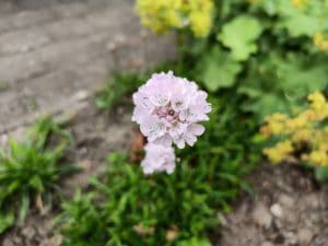 OnePlus Nord 2 5G Test Kamera