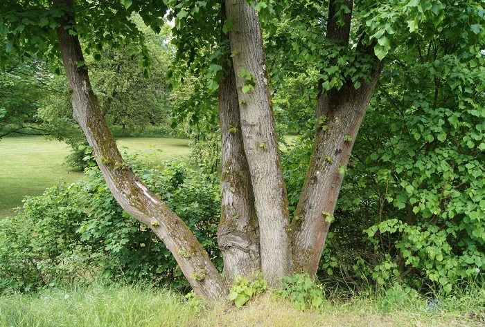 Bäume bringen Schatten