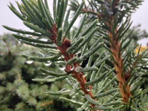 Motorola Edge 20 Pro - Makro - Nature
