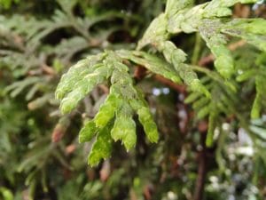 Motorola Edge 20 Pro - Makro - Nature 2