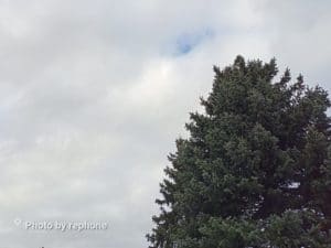 rephone - Foto/Baum - 1x (Weitwinkel)