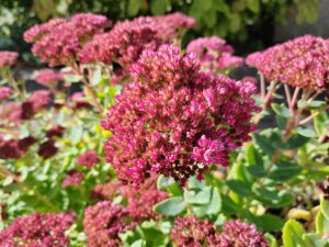 Honor 70 5G Kamera-Test