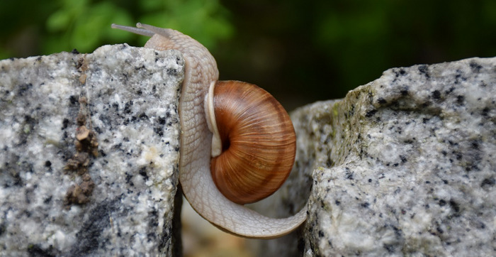 TikTok Geschwindigkeit (Bild: Pixabay @Maryam62)