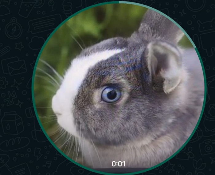 WhatsApp Video Nachrichten